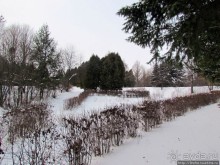 Дендропарк Харьковского агроуниверситета. Ясный зимний день