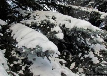 Дендропарк Харьковского агроуниверситета. Ясный зимний день