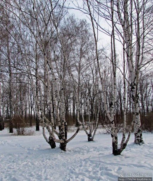 Дендропарк Харьковского агроуниверситета. Ясный зимний день