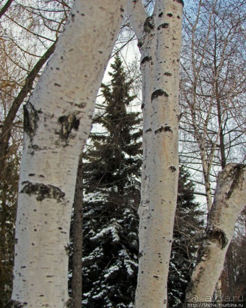 Дендропарк Харьковского агроуниверситета. Ясный зимний день