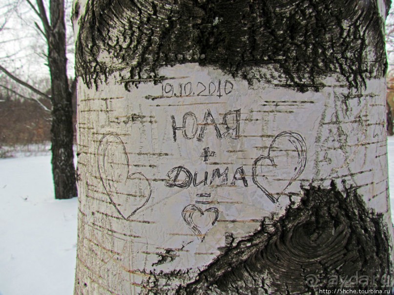 Дендропарк Харьковского агроуниверситета. Ясный зимний день