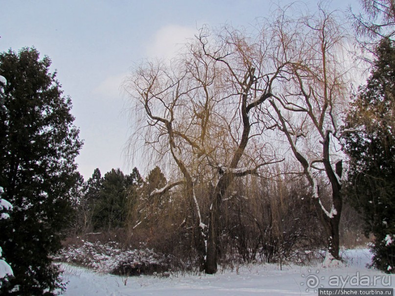 Дендропарк Харьковского агроуниверситета. Ясный зимний день