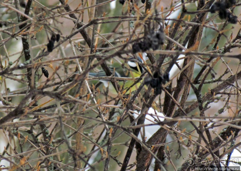Дендропарк Харьковского агроуниверситета. Ясный зимний день