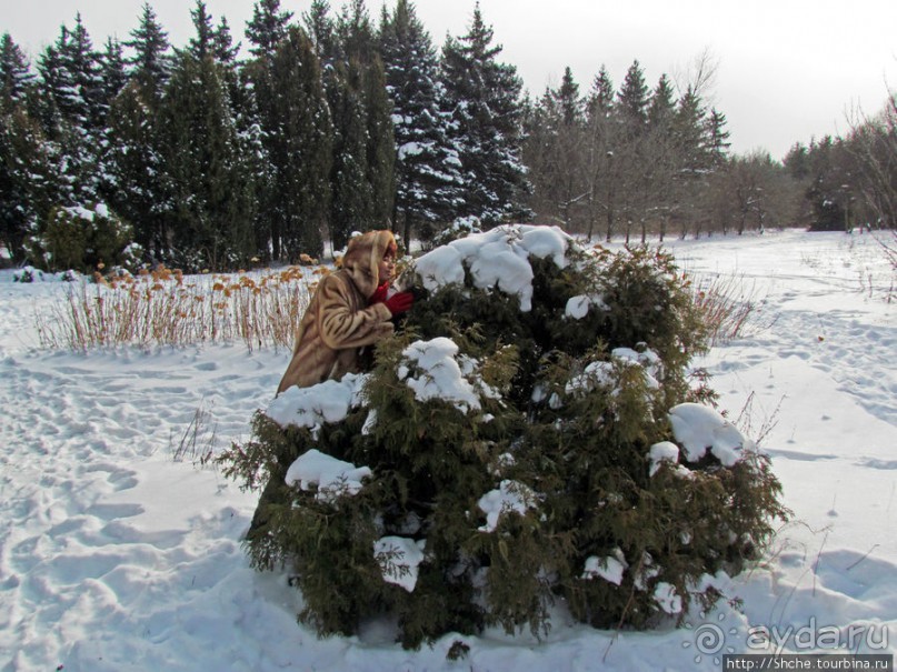 Дендропарк Харьковского агроуниверситета. Ясный зимний день