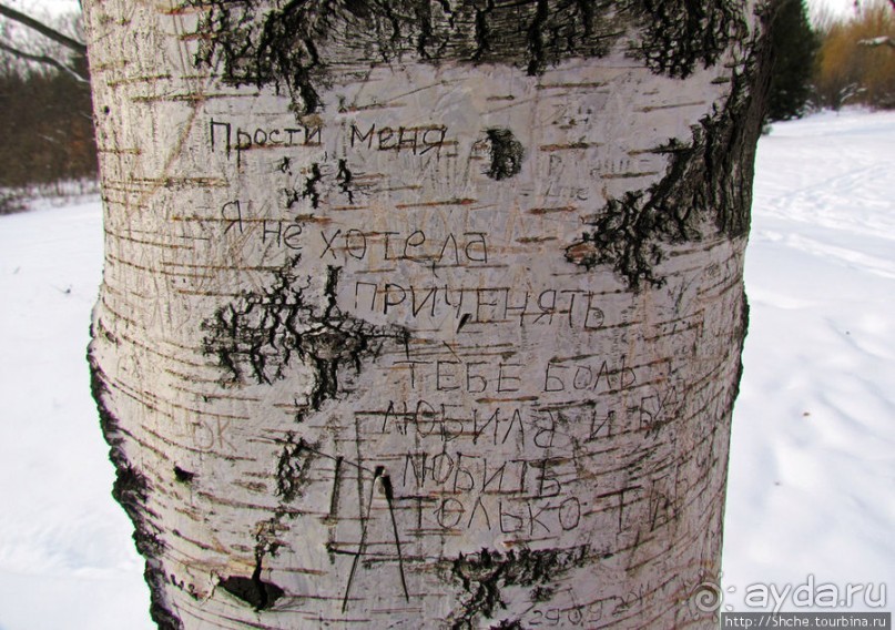 Дендропарк Харьковского агроуниверситета. Ясный зимний день