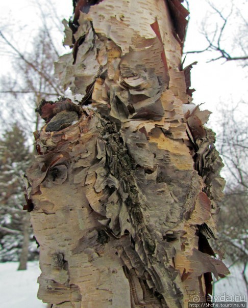 Дендропарк Харьковского агроуниверситета. Ясный зимний день