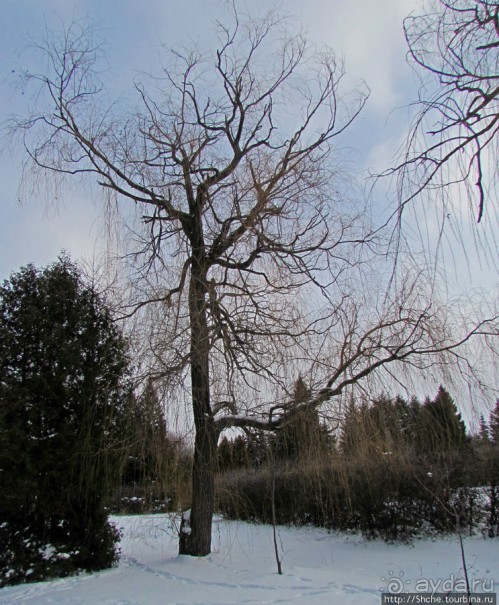 Дендропарк Харьковского агроуниверситета. Ясный зимний день