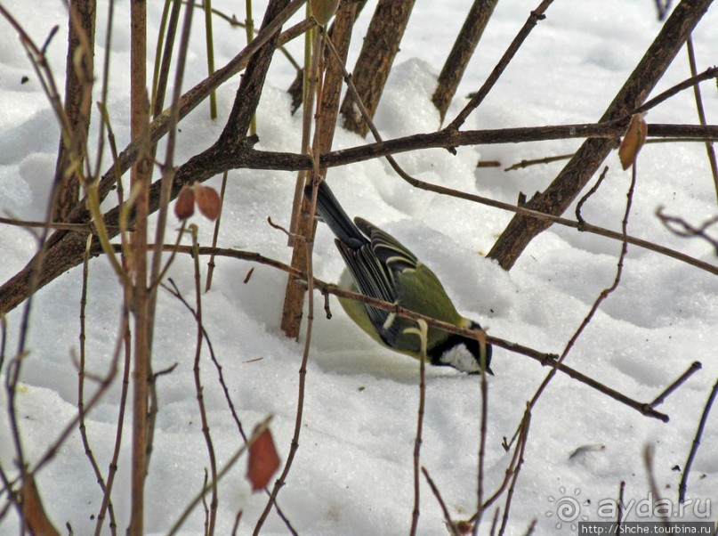Дендропарк Харьковского агроуниверситета. Ясный зимний день