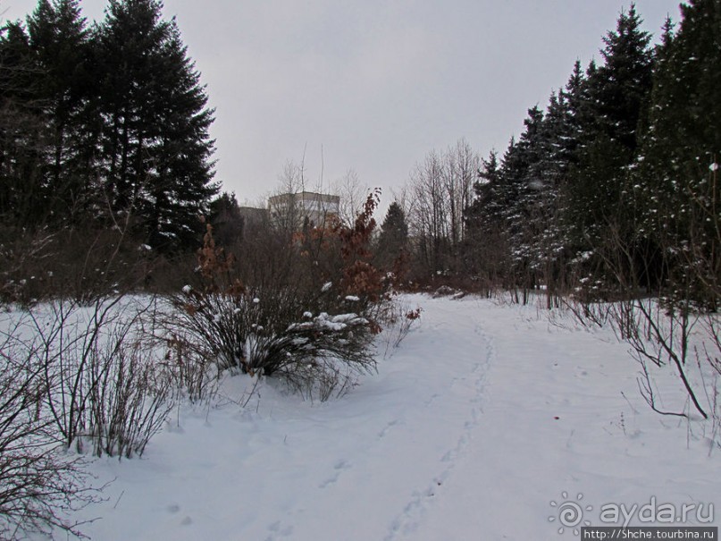 Дендропарк Харьковского агроуниверситета. Ясный зимний день