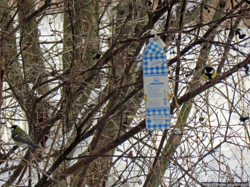 Дендропарк Харьковского агроуниверситета. Ясный зимний день