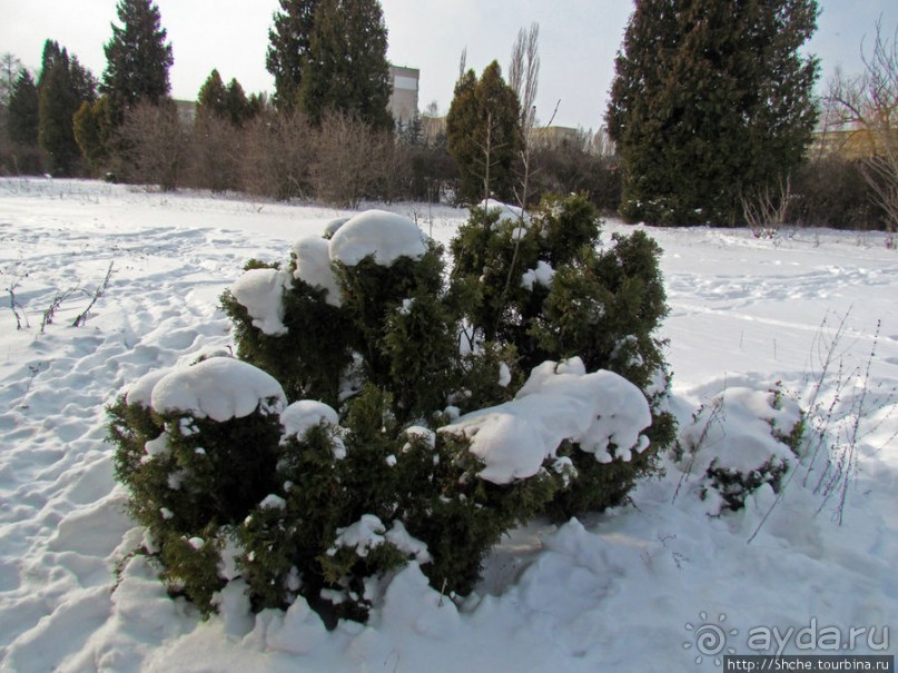 Дендропарк Харьковского агроуниверситета. Ясный зимний день