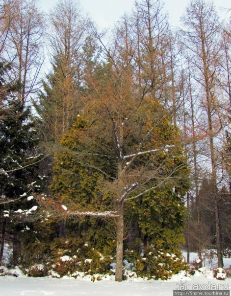 Дендропарк Харьковского агроуниверситета. Ясный зимний день