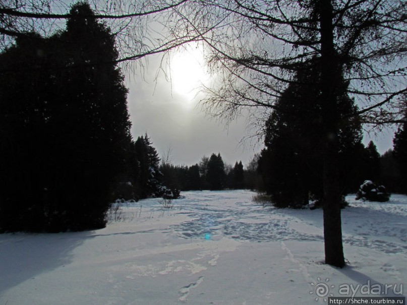 Дендропарк Харьковского агроуниверситета. Ясный зимний день
