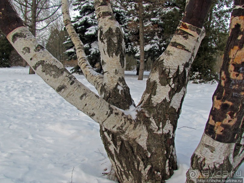 Дендропарк Харьковского агроуниверситета. Ясный зимний день