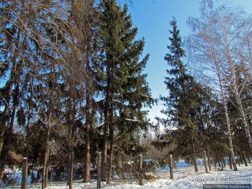 Дендропарк Харьковского агроуниверситета. Ясный зимний день