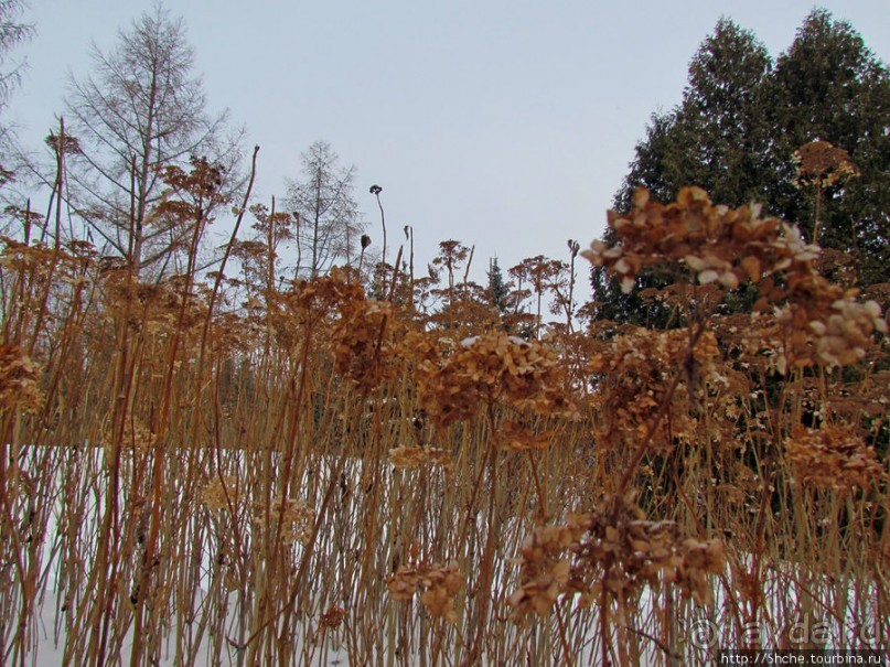 Дендропарк Харьковского агроуниверситета. Ясный зимний день
