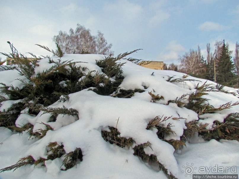 Дендропарк Харьковского агроуниверситета. Ясный зимний день