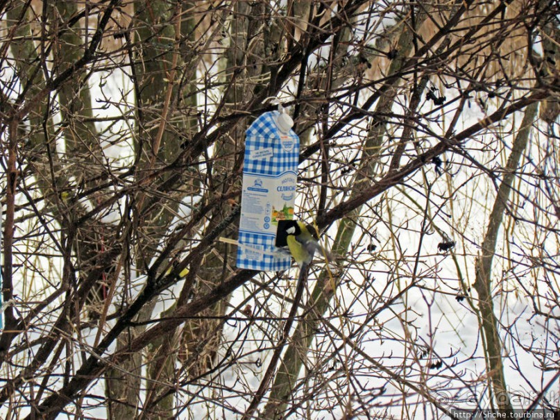 Дендропарк Харьковского агроуниверситета. Ясный зимний день