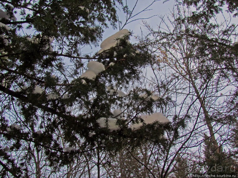 Дендропарк Харьковского агроуниверситета. Ясный зимний день