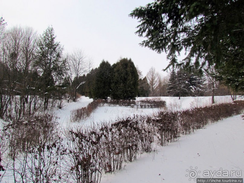 Дендропарк Харьковского агроуниверситета. Ясный зимний день