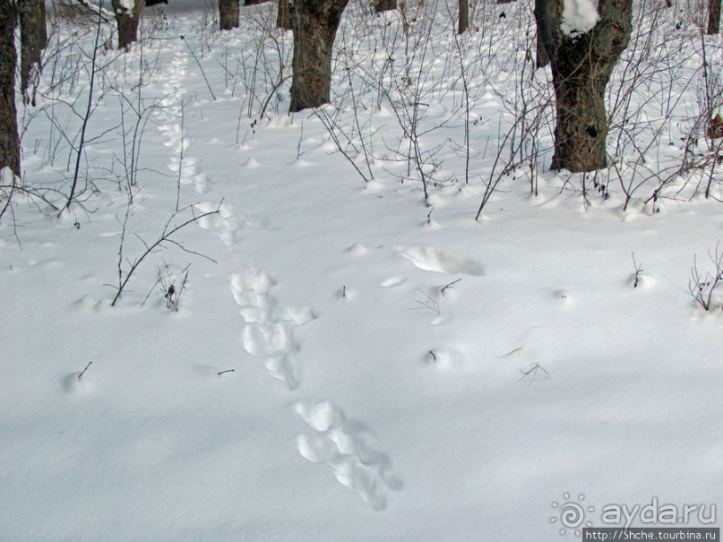 Дендропарк Харьковского агроуниверситета. Ясный зимний день