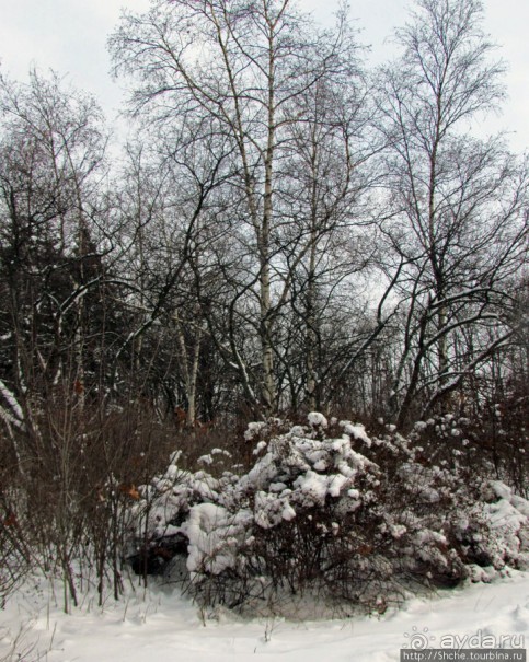 Дендропарк Харьковского агроуниверситета. Ясный зимний день