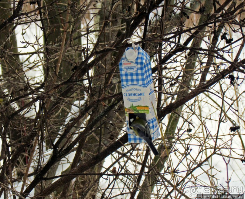 Дендропарк Харьковского агроуниверситета. Ясный зимний день