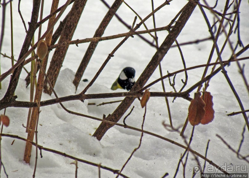 Дендропарк Харьковского агроуниверситета. Ясный зимний день