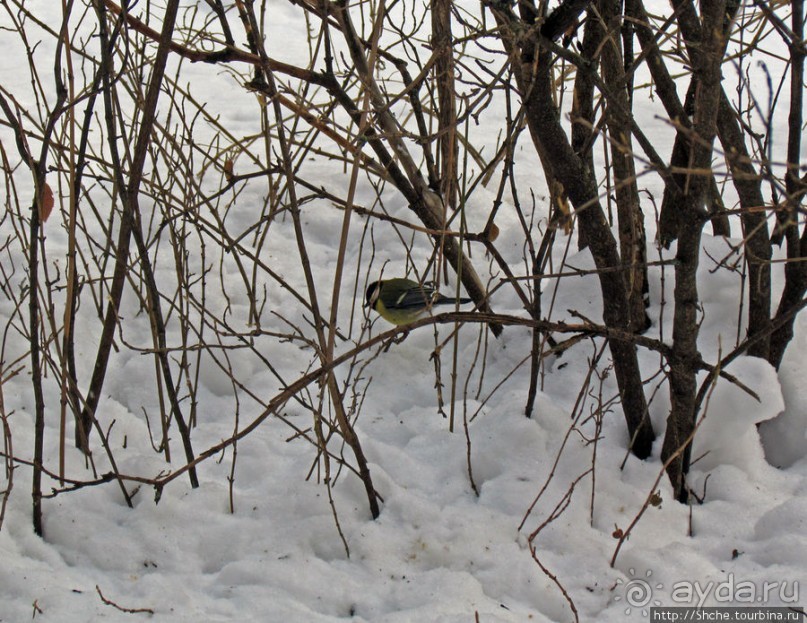 Дендропарк Харьковского агроуниверситета. Ясный зимний день