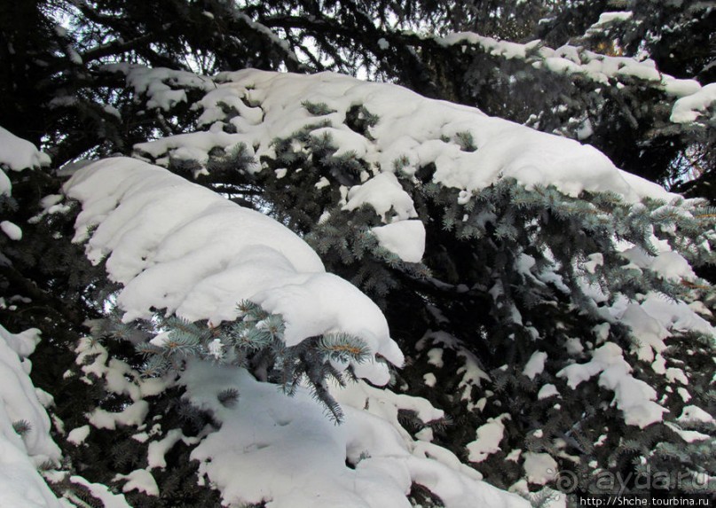 Дендропарк Харьковского агроуниверситета. Ясный зимний день