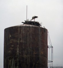 Костел св.Иосифа - усыпальница Ржевусских.