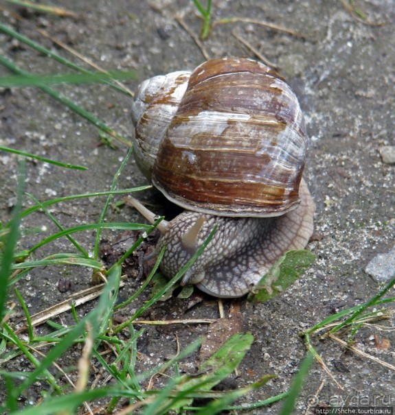 Костел св.Иосифа - усыпальница Ржевусских.