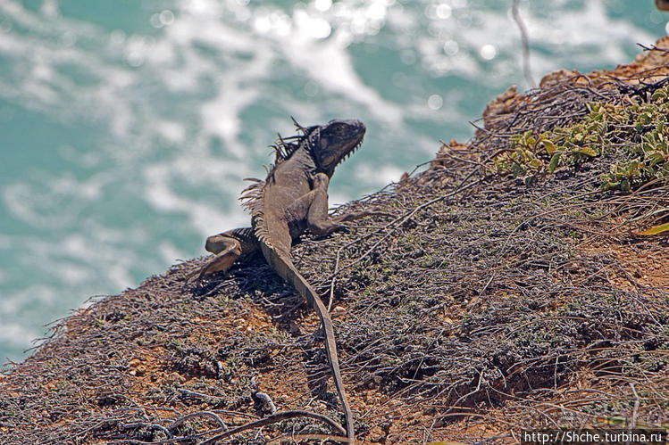 Скалолаз...ковая игуана