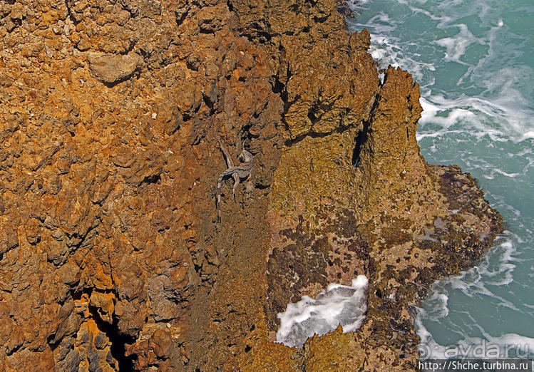 Скалолаз...ковая игуана