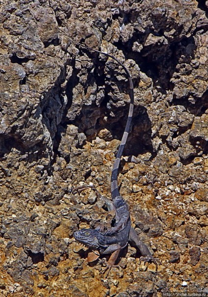 Скалолаз...ковая игуана
