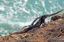 Скалолаз...ковая игуана