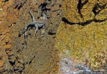 Скалолаз...ковая игуана