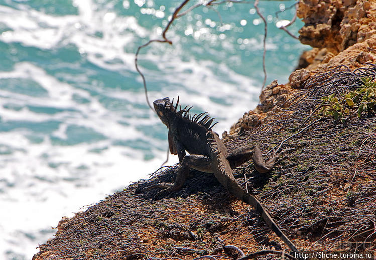 Скалолаз...ковая игуана