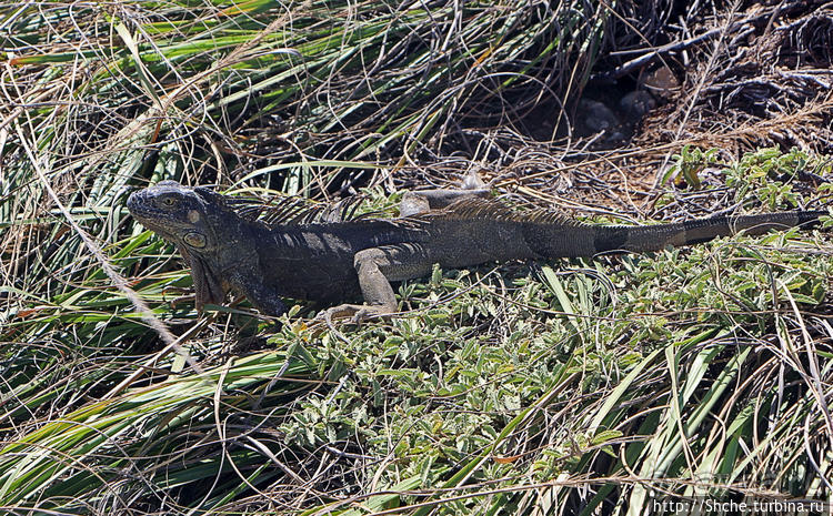 Скалолаз...ковая игуана