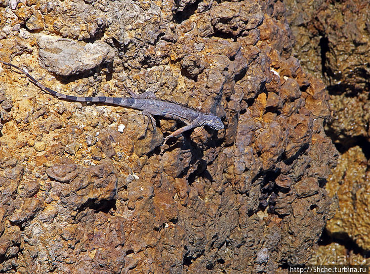 Скалолаз...ковая игуана