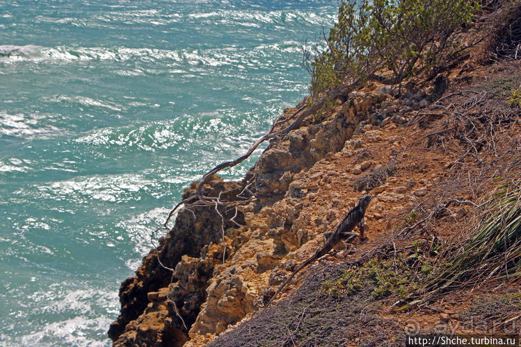Скалолаз...ковая игуана