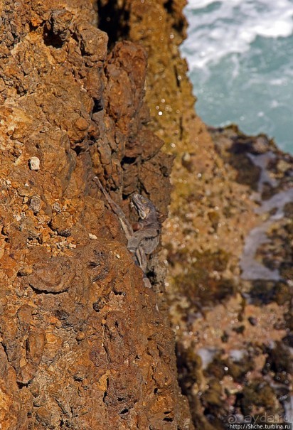 Скалолаз...ковая игуана