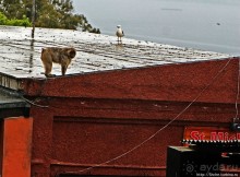 Диковинные сталактиты и причудливые сталагмиты св. Михаила