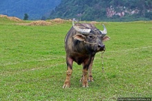 Полые скалы Вьетнама: долина Tan Hoa и первая пещера