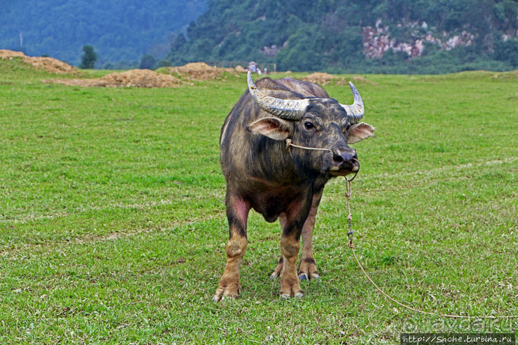 Альбом отзыва "Полые скалы Вьетнама: долина Tan Hoa и первая пещера"