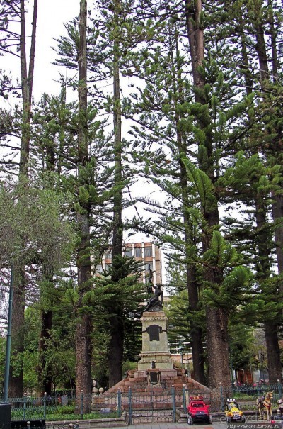 Центральный парк, где деревья реально большие