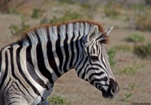 Селфдрайв по национальному парку Этоша. Вечерняя проба