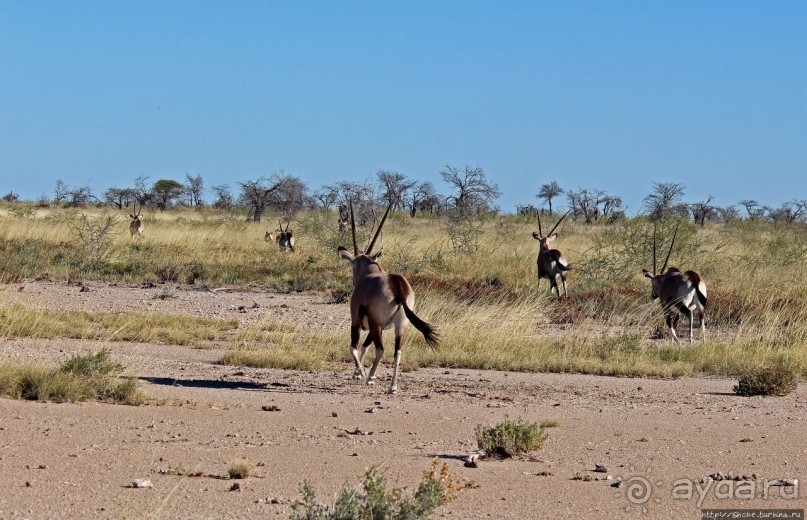 Селфдрайв по национальному парку Этоша. Вечерняя проба