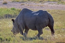 Селфдрайв по национальному парку Этоша. Вечерняя проба