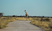 Селфдрайв по национальному парку Этоша. Вечерняя проба